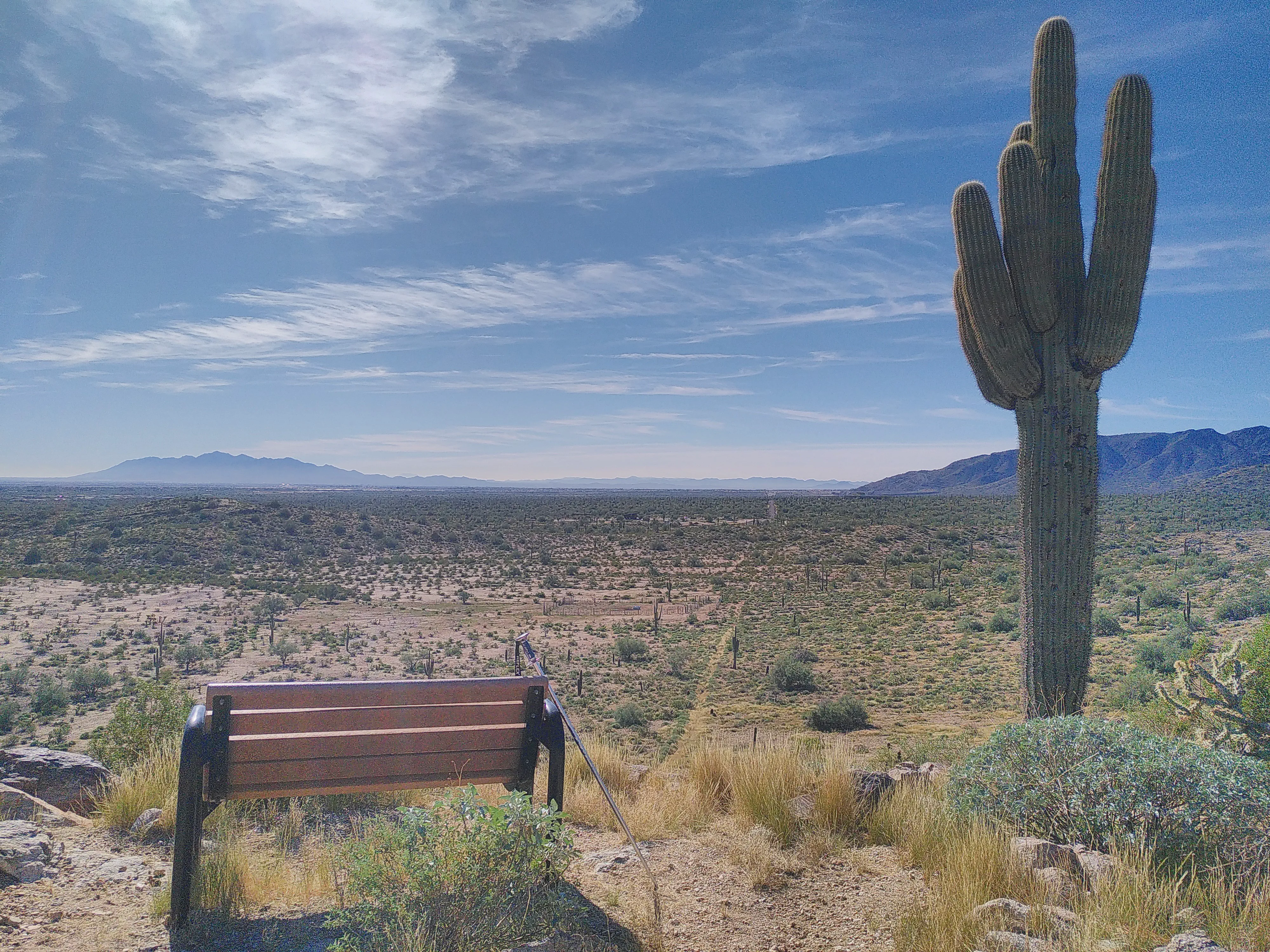 A view of the desert, with a bench in the foreground facing away from the camera and a tall cactus beside it