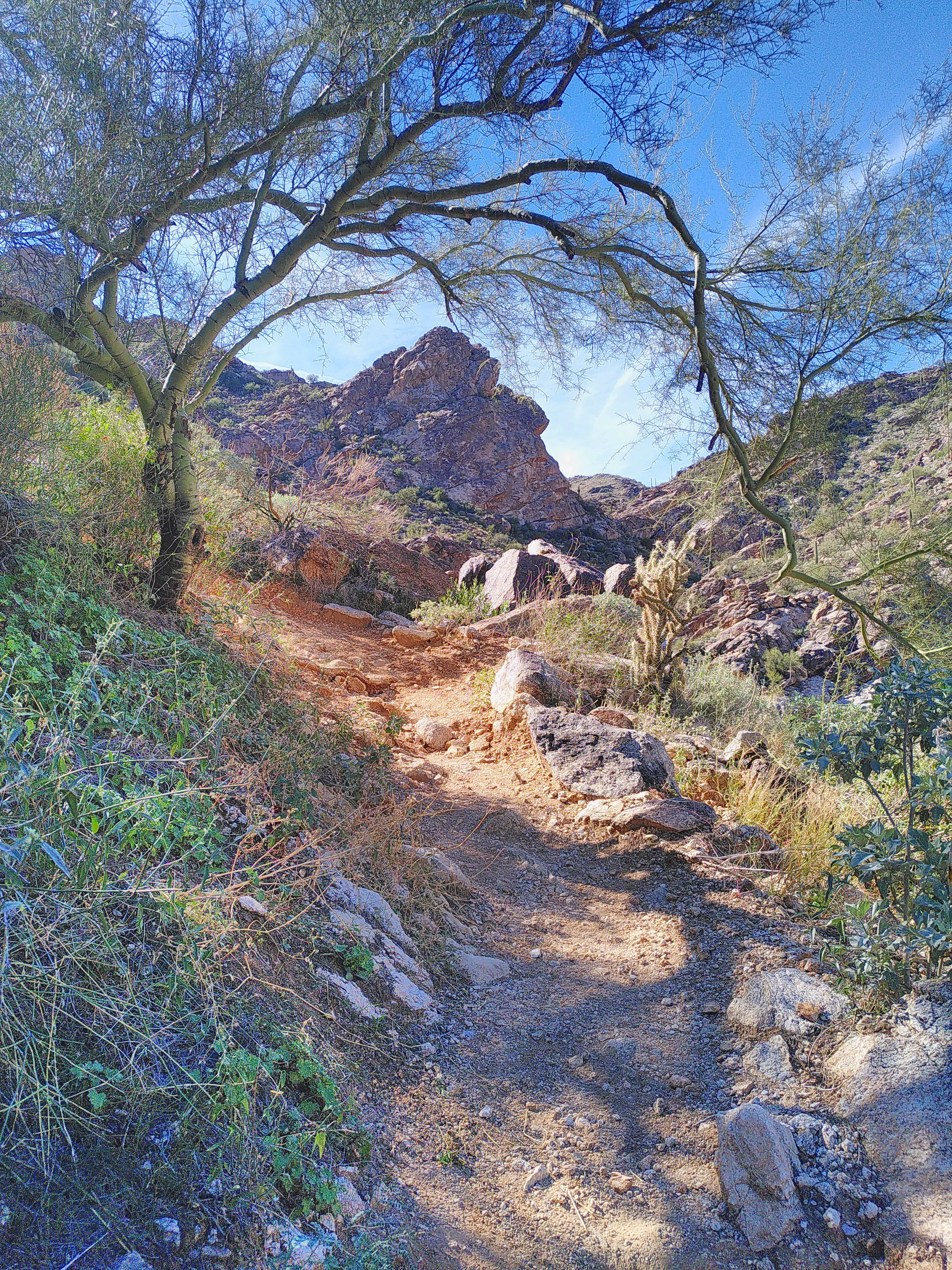 A mountain framed through a bent-over palo verde tree