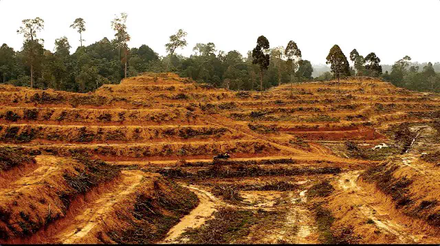 Illegal deforestation for Palm Oil plantation