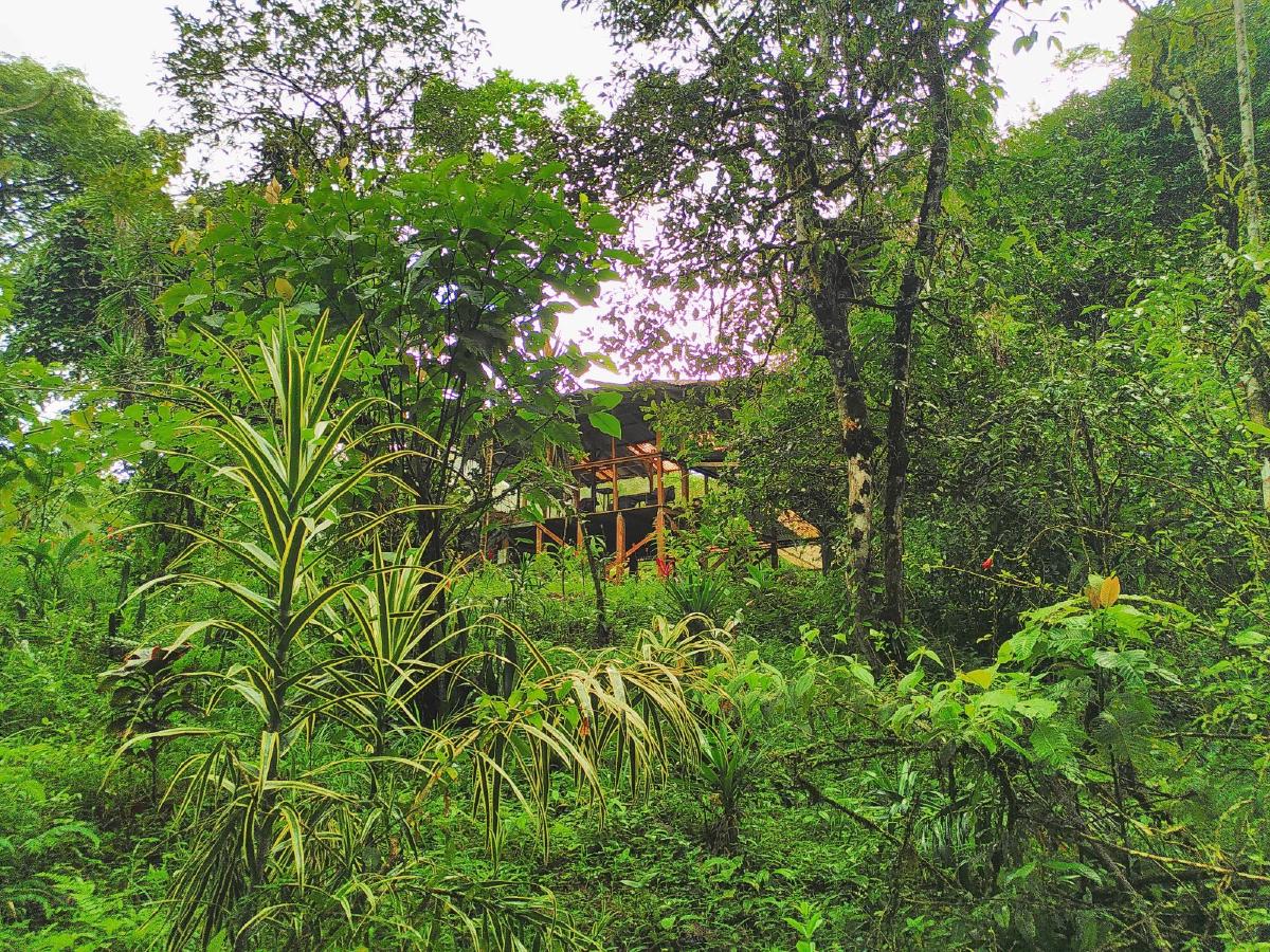 A wooden structure emerging out of thick green foliage