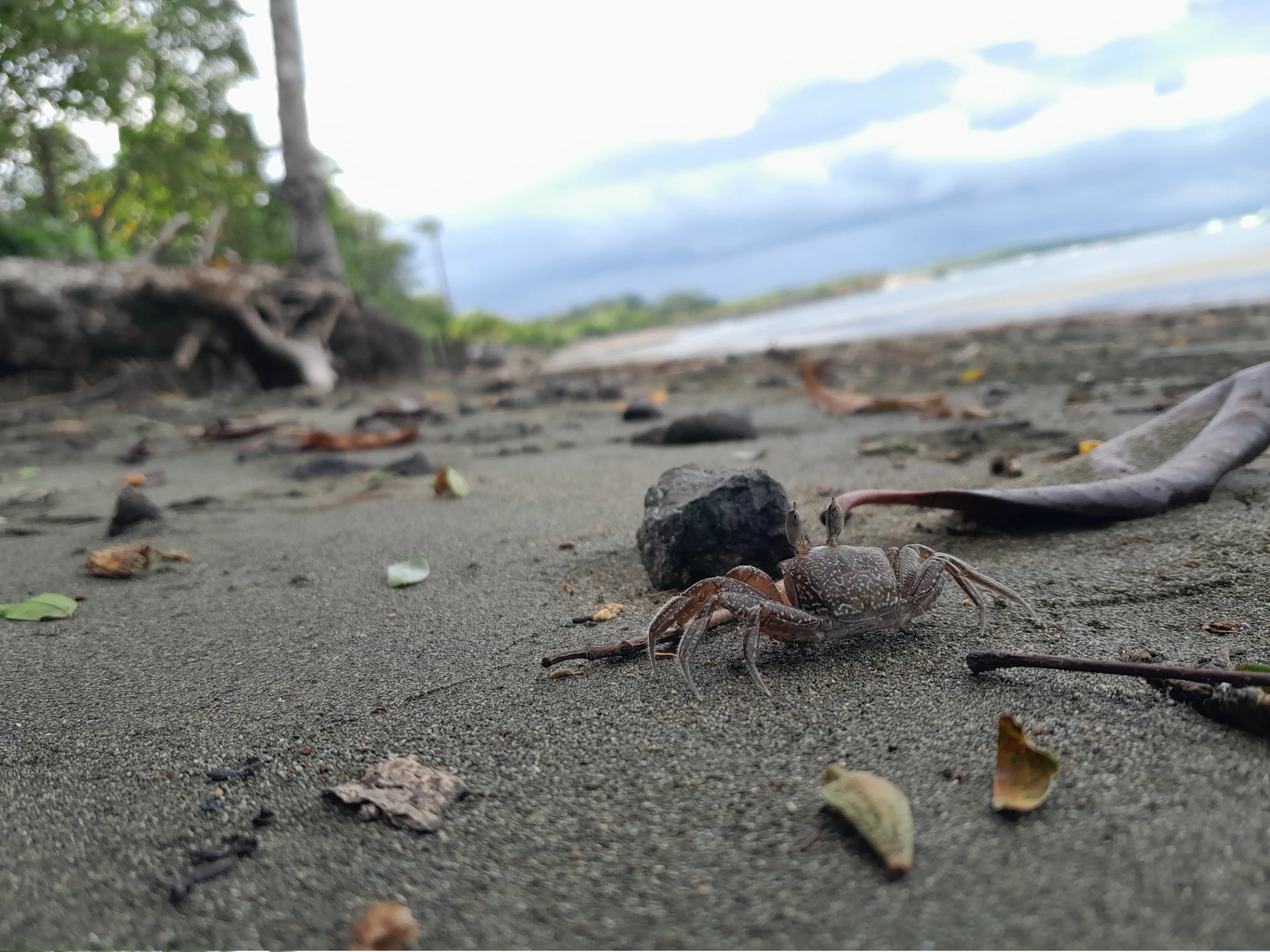A close-up of a crab crawling along a beach