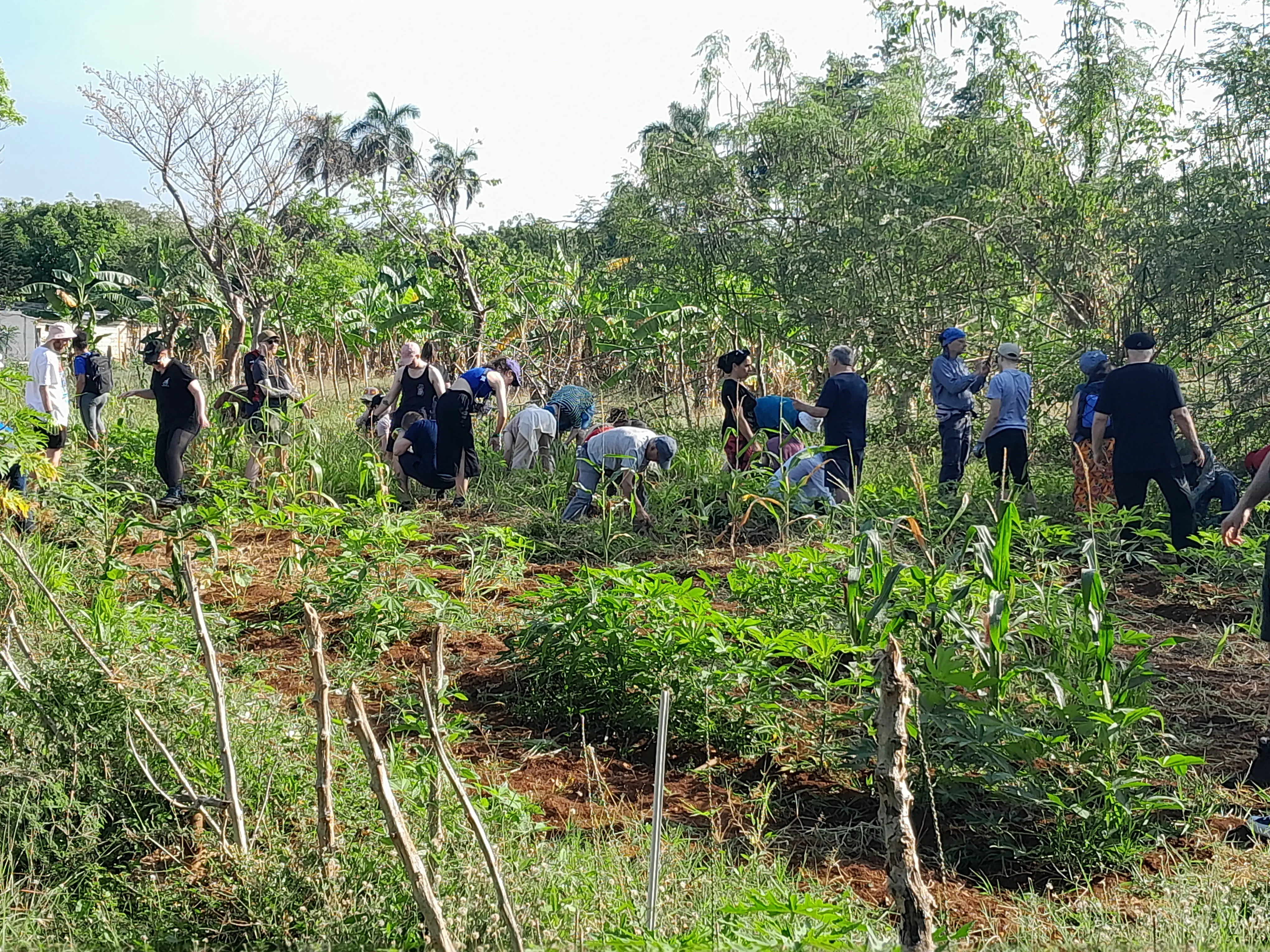 A group of people working to clear a field