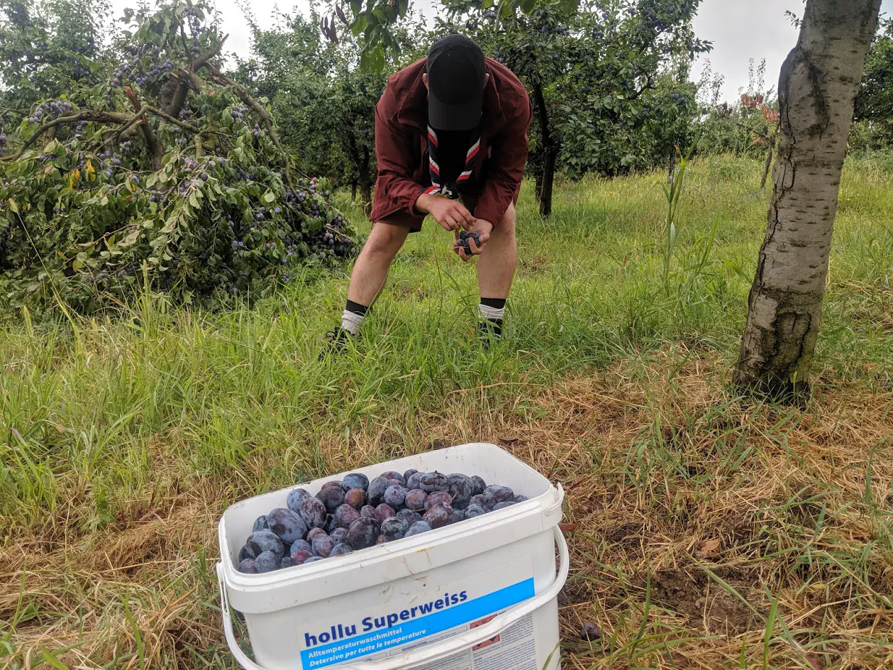 A bucket of plums in the foreground, with the author collecting others in the background
