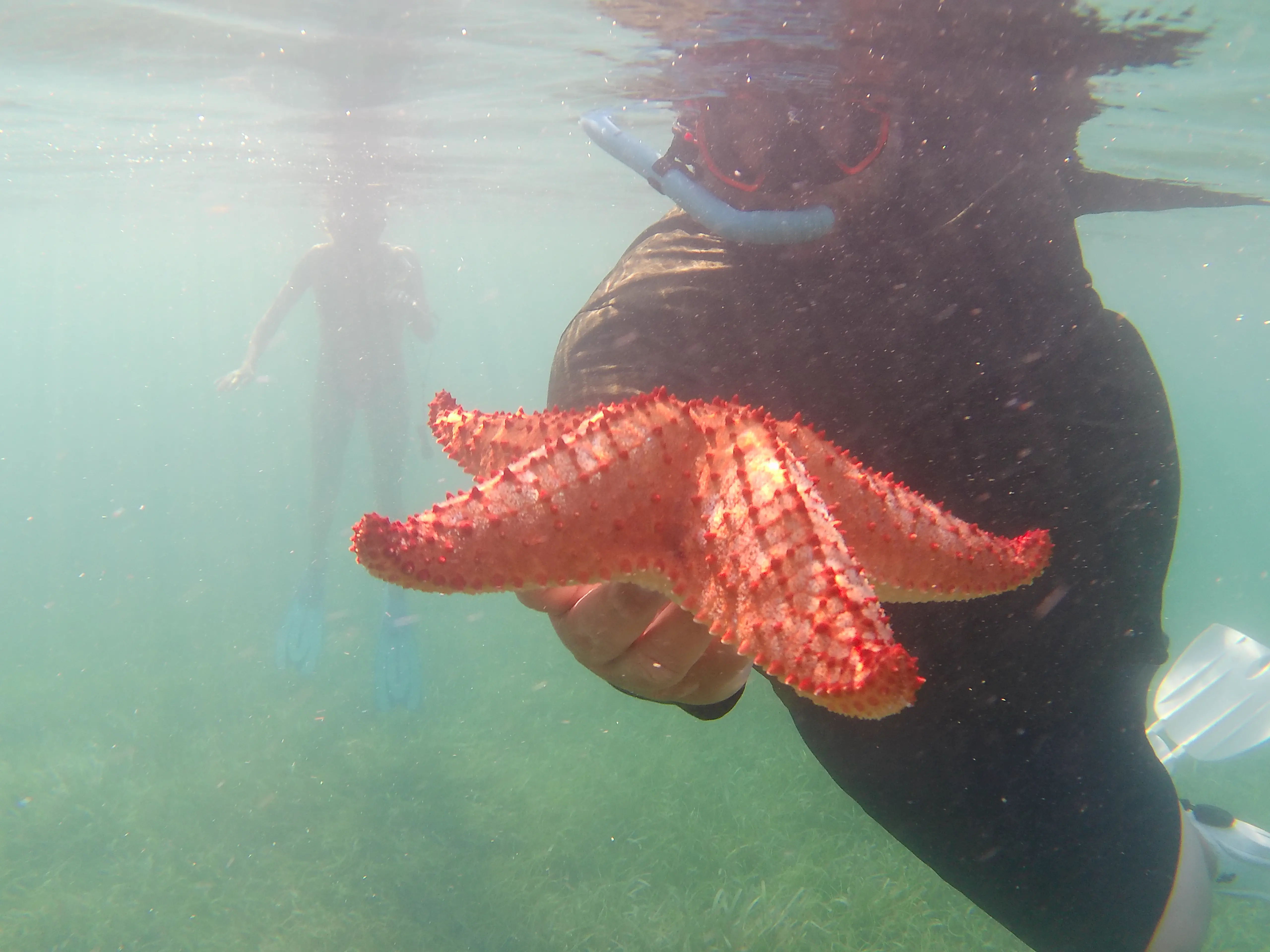 An underwater shot of a man holding out a starfish