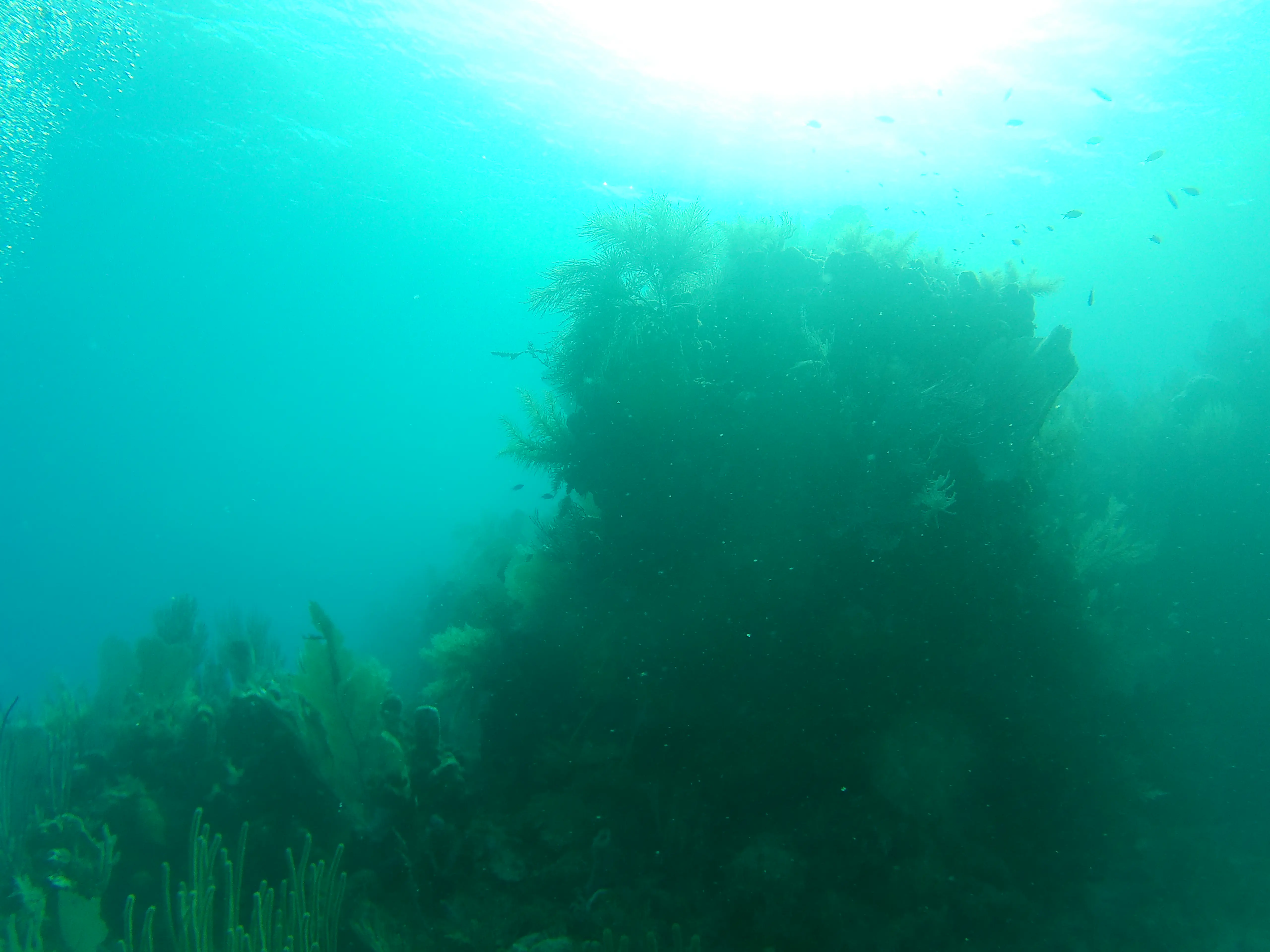 An underwater rock formation