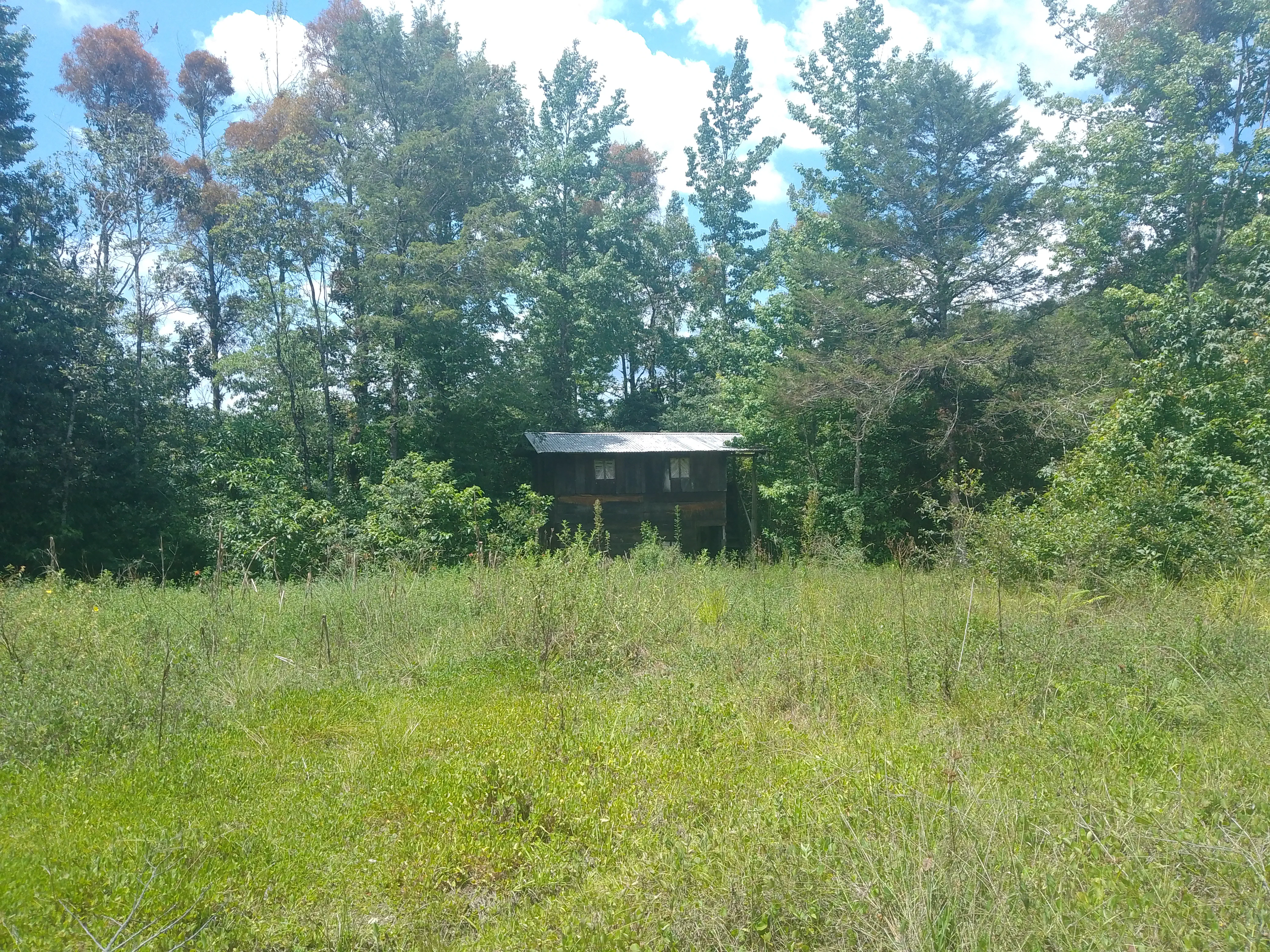 Small house in woodland clearing