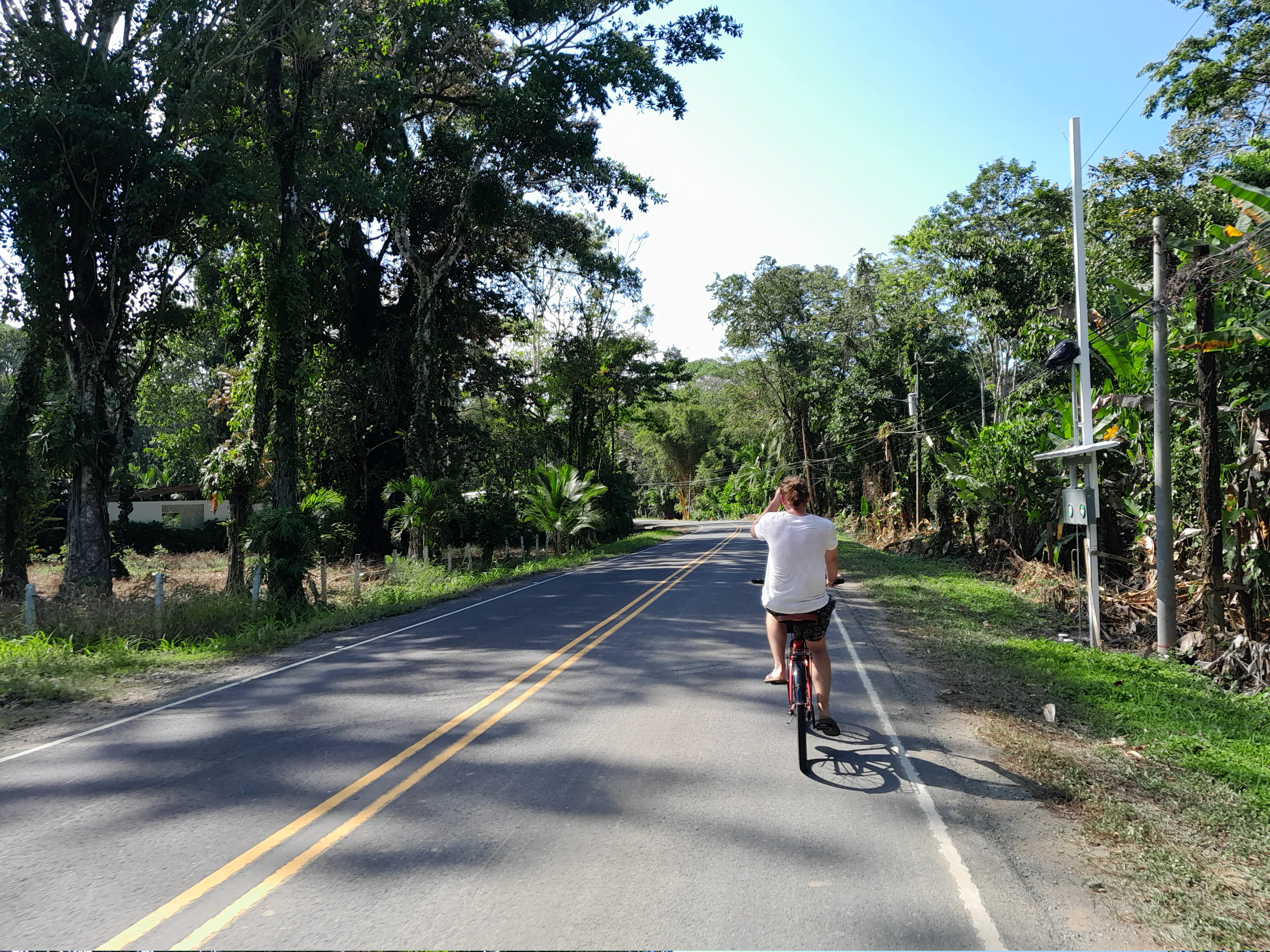 A man cycling along a road, flanked by tropical foliage