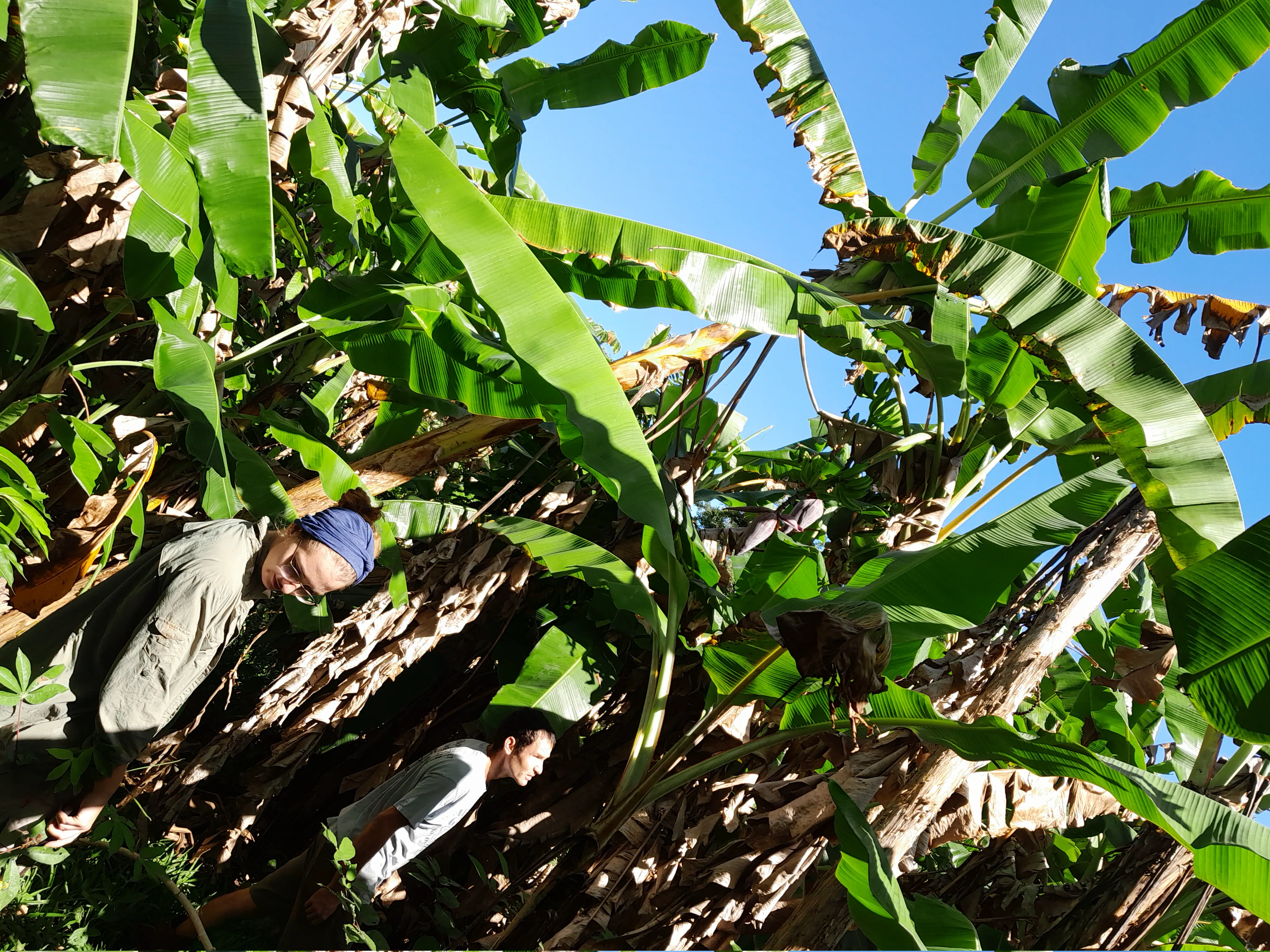 A man and woman walking through tall banana plants