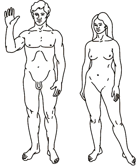 Male and female human figures