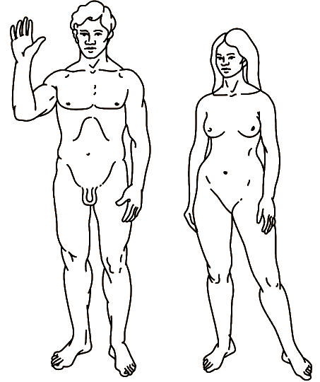 Male and female human figures