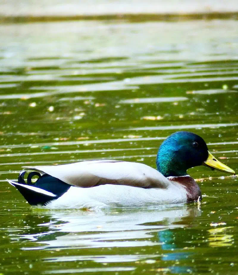 Duck