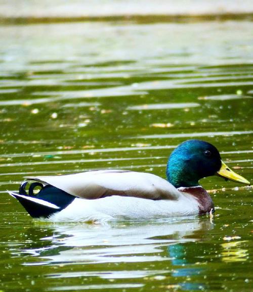 Duck